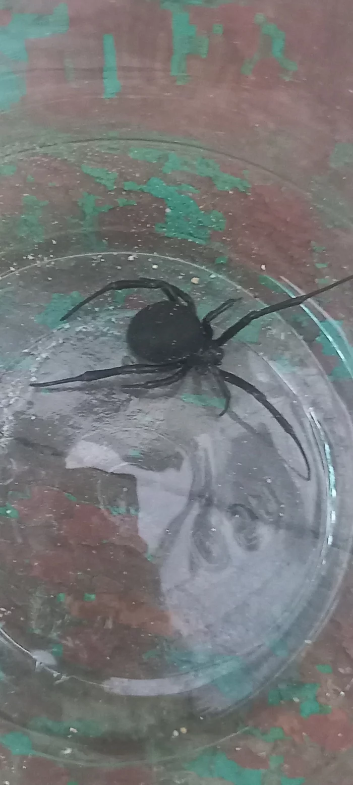 Help identifying a spider - The photo, Spider, What's this?, Longpost