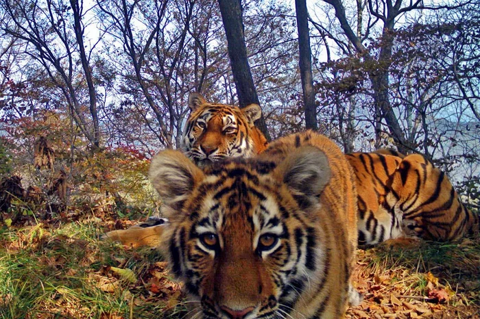 Me and mom - Amur tiger, Tiger cubs, The photo, Phototrap, wildlife, beauty of nature, Tiger, National park, Land of the Leopard, Primorsky Krai, Big cats, Monitoring, Cat family, Predatory animals, Wild animals