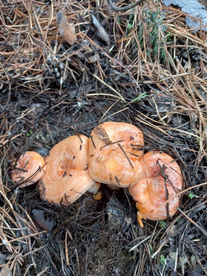 Friday Silent Hunt - My, Ginger mushrooms, Porcini, Forest, Silent hunt, Longpost, Mushrooms