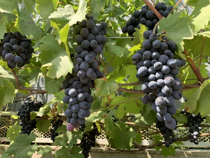 Grape harvest soon - Grape, Dacha, Garden, Plants, Longpost