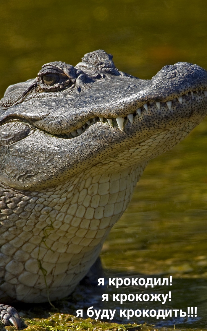 Давай не крокоди!!!