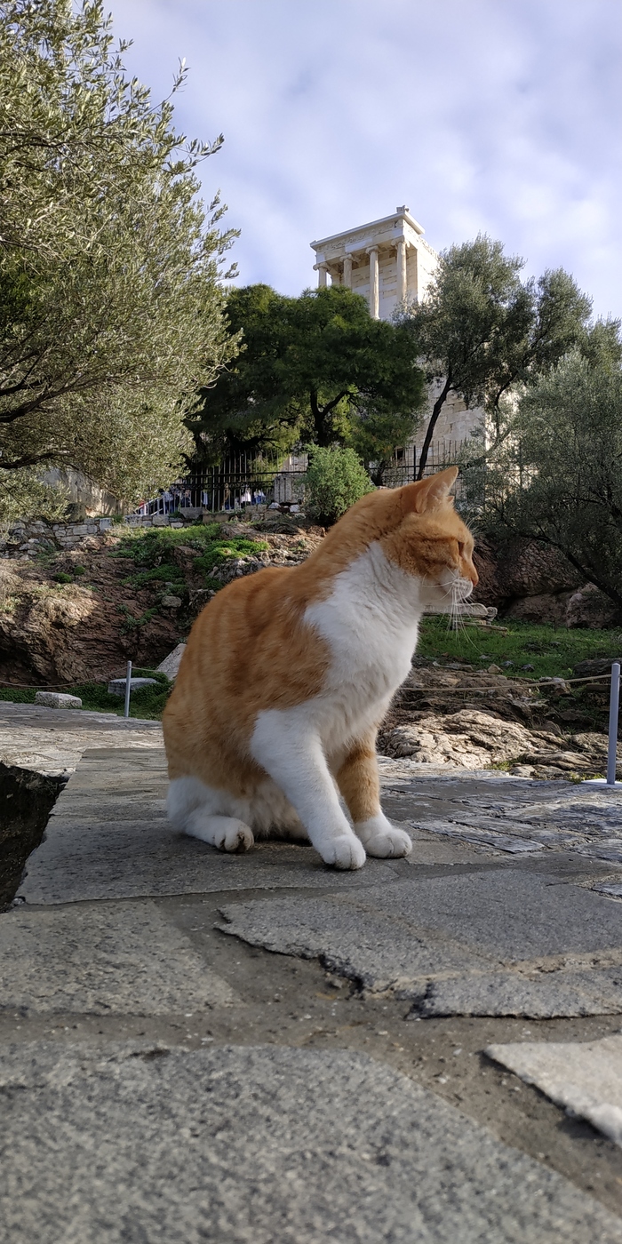 Греческий котик Кот, Потягушки, Длиннопост