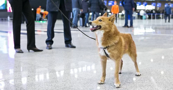 About dog breeds №140. Jackal-dog dog - Shalaika - Dog, Dog breeds, Hybrid, Jackal, Laika, Longpost