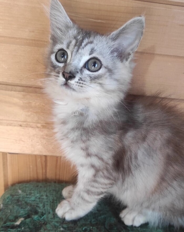 Малыш Сенька ждёт своих мам/ пап!