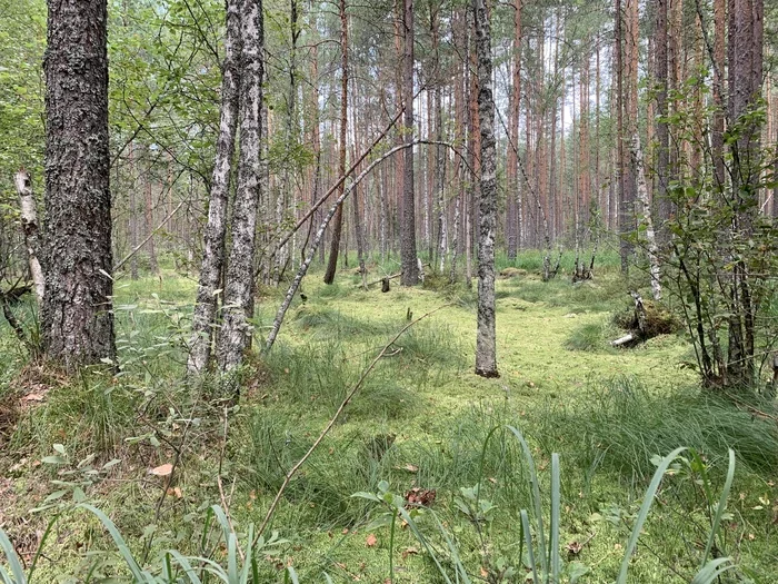 Лесная сказка - Моё, Лес, Пейзаж, Западная двина, Красота, Тверская область, Отдых