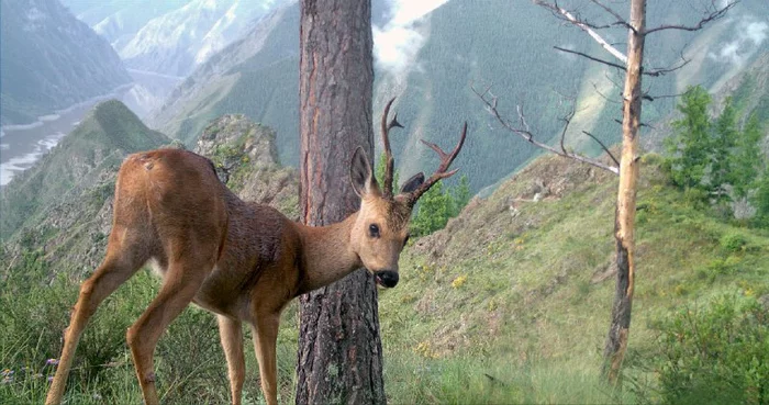 Siberian roe deer - Roe, Wild animals, Sayano-Shushensky Reserve, The photo, wildlife, beauty of nature, Reserves and sanctuaries, Ungulates, Artiodactyls