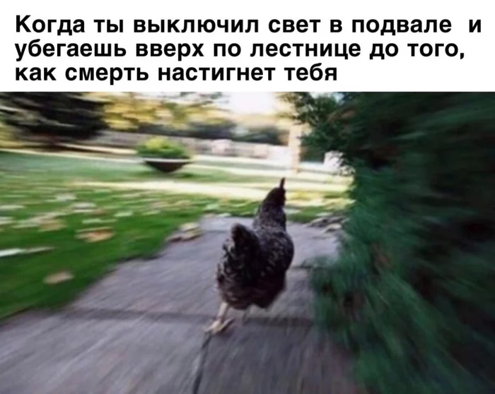 to be in time - Humor, Picture with text, Memes, Hen, Basement, Light, Fear, Death, Run, Stairs