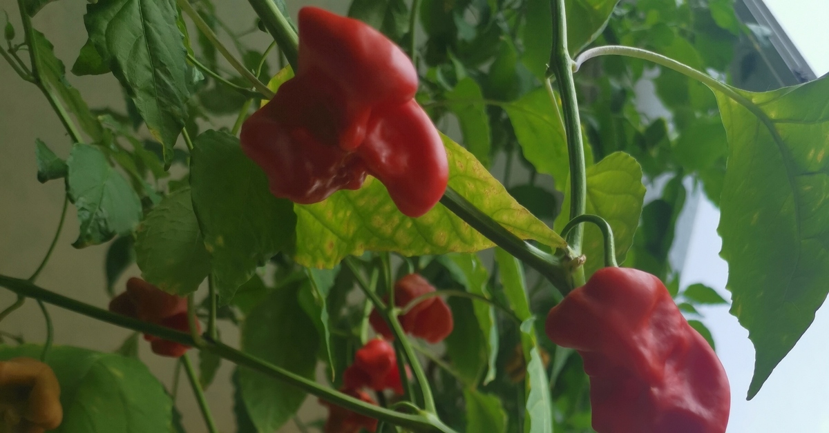 Корона Епископа, сорт перца | Пикабу