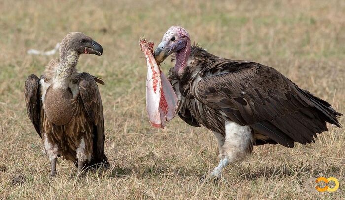 help yourself - Vulture, Endangered species, Hawks, Predator birds, Birds, Wild animals, wildlife, Nature, Reserves and sanctuaries, Masai Mara, Africa, The photo, Bones, Animals