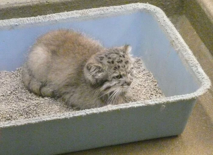 Foundling - Pet the cat, Pallas' cat, cat, Small cats, Cat family, Predatory animals, Animals, Wild animals, Pets, The photo, Fluffy, Longpost, Mammals