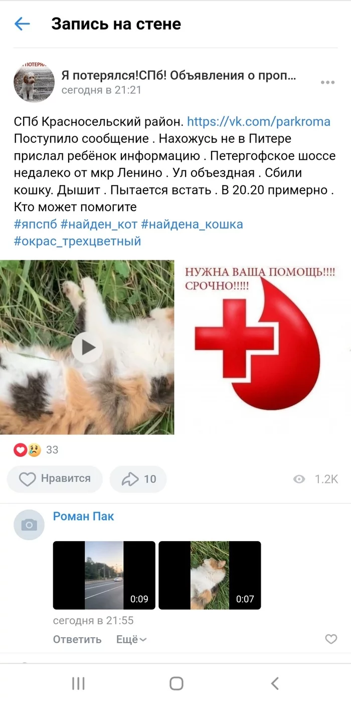 A cat was hit by a car, St. Petersburg [Not relevant] - No rating, Negative, Animal Rescue, cat, The strength of the Peekaboo, Helping animals, Longpost, Saint Petersburg, Veterinary, Urgently