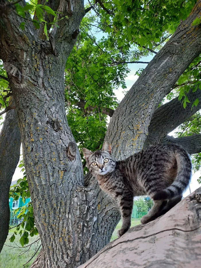 scientist cat - My, cat, The photo, Photographer, Summer