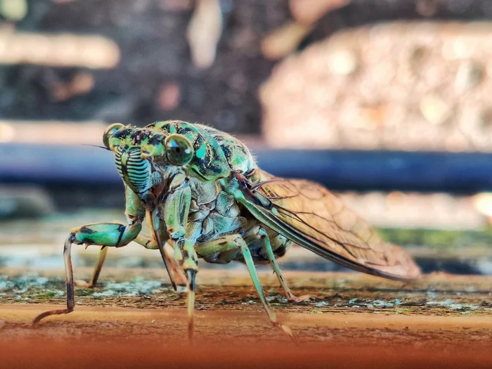 Cicada - My, Cicada, Macro photography, The photo, Mobile photography