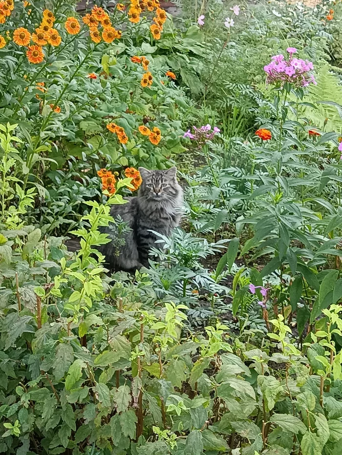 in flowers - My, cat, Flowers, Mobile photography, Longpost