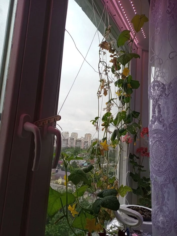 Hydroponics in the apartment on the windows and balcony - My, Hydroponics, Gardening, Cucumbers, Tomatoes, Cherry tomatoes, Longpost