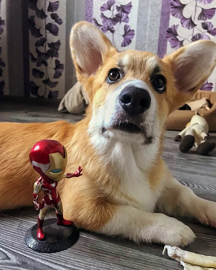 Iron Man and Captain Korzh - My, Corgi, Dog, Friend, Avengers, iron Man, Superheroes