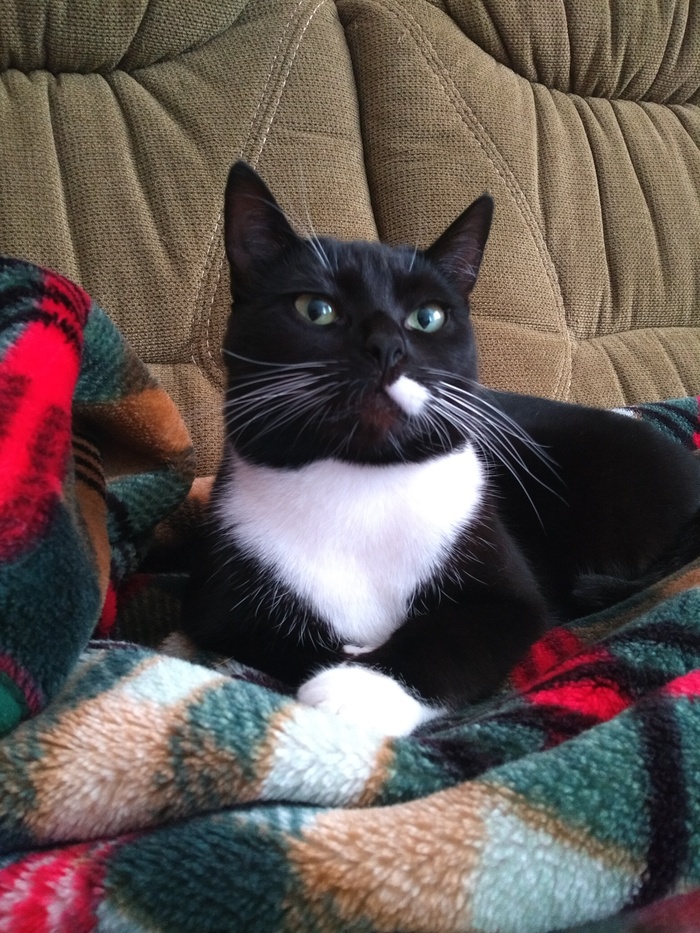 О "недогостях"