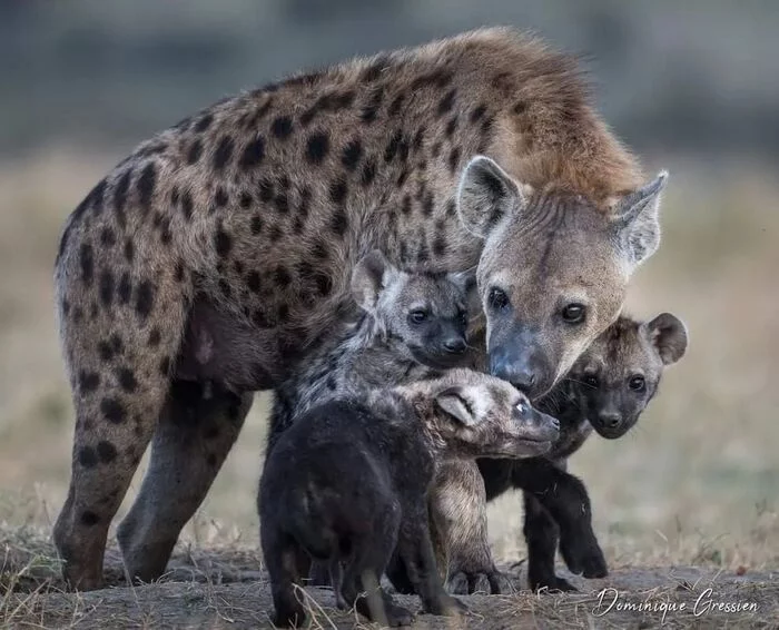 Brood - Spotted Hyena, Hyena, Predatory animals, Mammals, Animals, wildlife, Nature, Reserves and sanctuaries, Masai Mara, Africa, The photo, Young, Wild animals, Milota