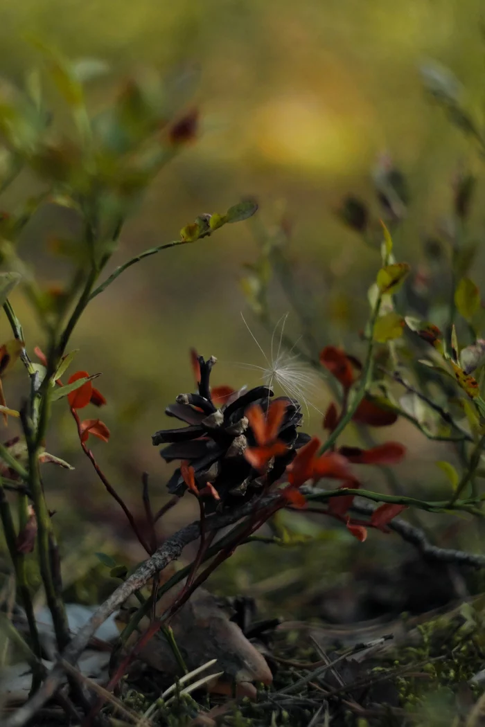 Cone - My, Cones, Forest, Summer