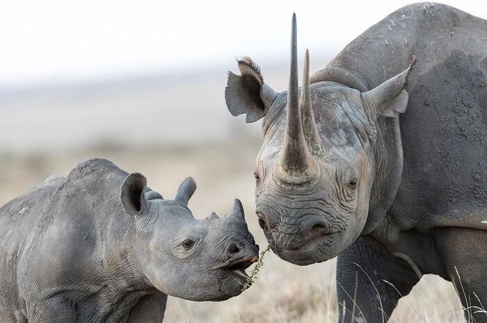 Eat, my good - Black Rhinoceros, Endangered species, Rhinoceros, Mammals, Animals, Wild animals, wildlife, Nature, Africa, The photo, Young, Odd-toed ungulates