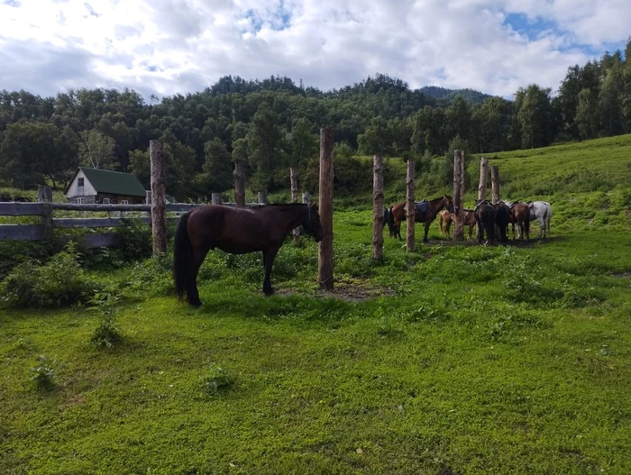 Vacation in Gorny Altai. Day 6. Horse riding and Chemal - My, Altai Republic, Vacation, The photo, Chemal, Video, Longpost, Horseback riding