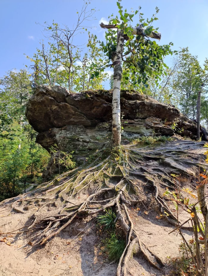 Will to live - My, Tree, Roots, A life, The photo