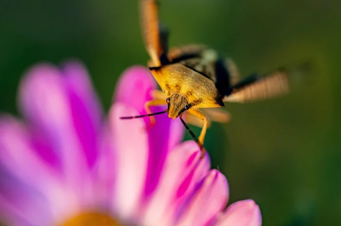 Dratuti - My, Macro photography, Nikon, Insects, The photo