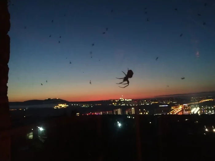 Guardian Spider - My, Spider, Sunset