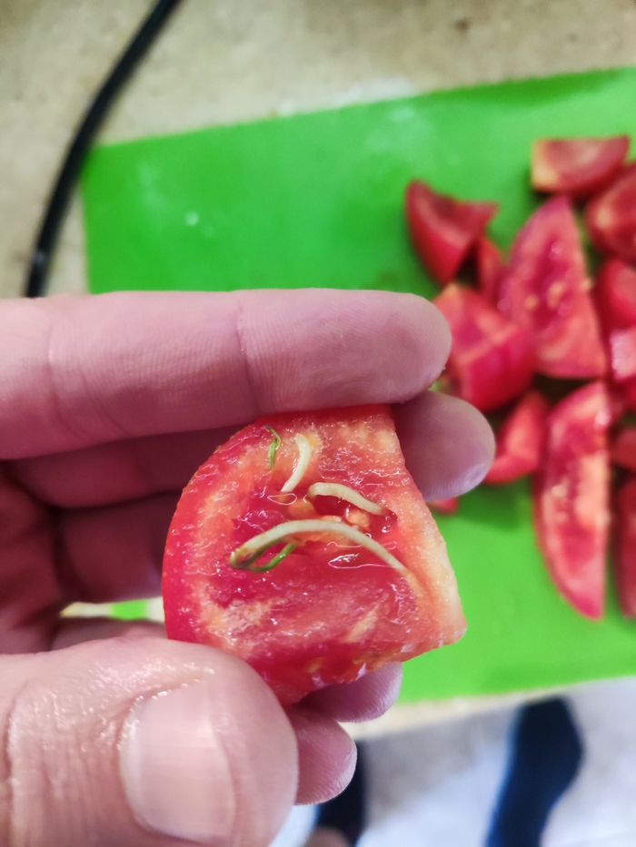Семечки начали прорастать в помидоре
