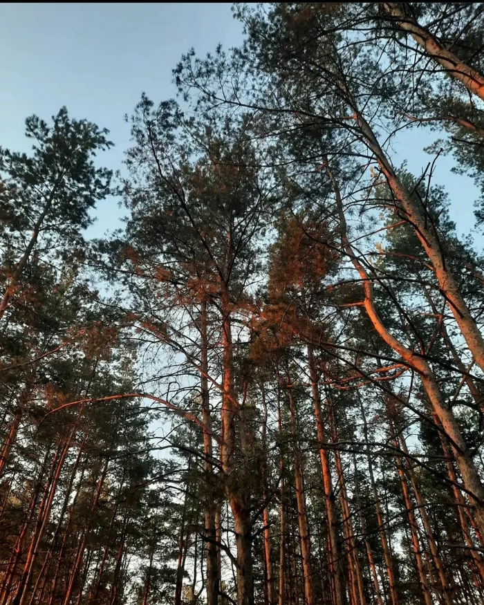 Don't look at the trees, look at the forest - My, Forest, Nature, The photo, Photographer