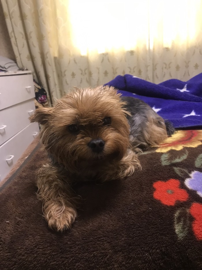 Ответ на пост «Воссоединение с потерявшейся собакой»