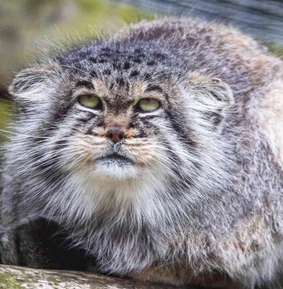 Я — Номер 5001?