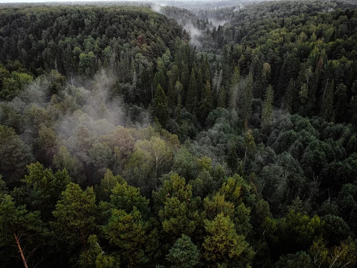 August forest - My, Forest, Fog, Dji, DJI mini 2, The photo