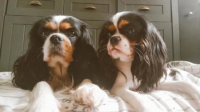 Mother and daughter - My, Pets, Dog, Cavalier king charles spaniel