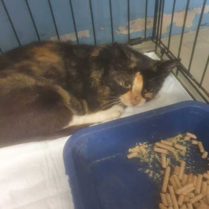 A cat rescued from summer cottages is looking for a home, St. Petersburg - Helping animals, Animal Rescue, cat, Volunteering, No rating, In good hands, Homeless animals, Saint Petersburg, Longpost