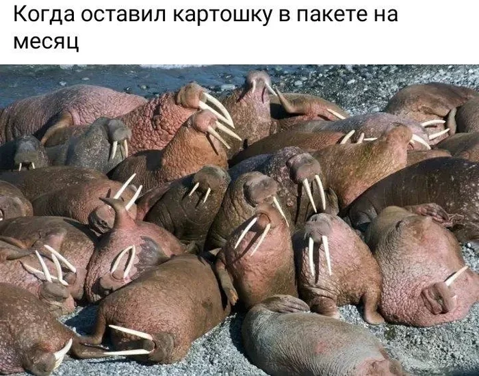 Giza - Humor, Vital, Repeat, Potato, Walruses, Picture with text