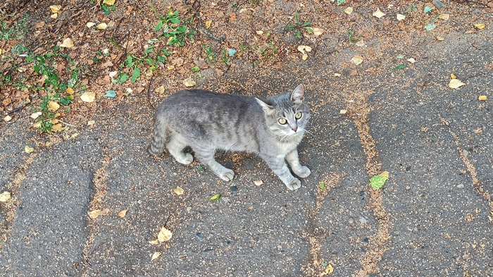 Случайно встреченная кошь