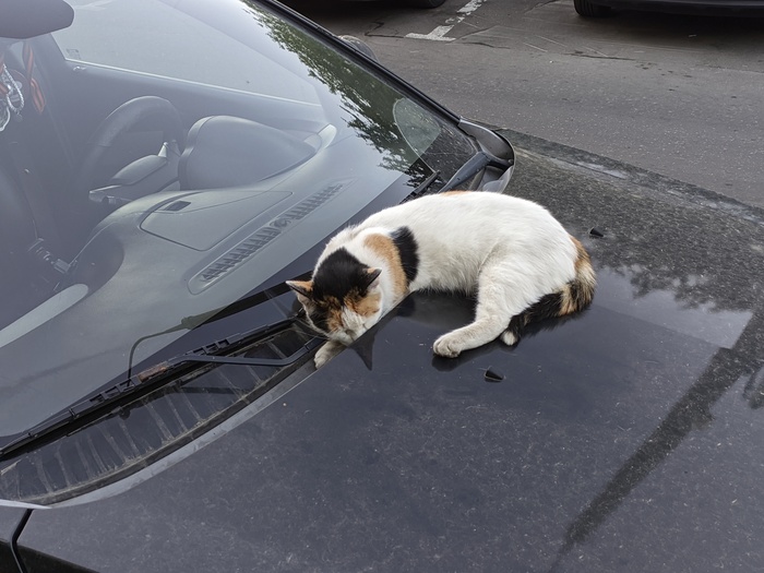 Сладкие сны