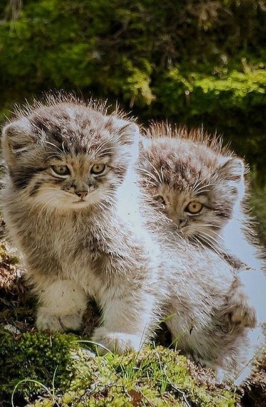 One Manulon covered another Manulenk, because the other Manulenk is too beautiful - Pallas' cat, cat