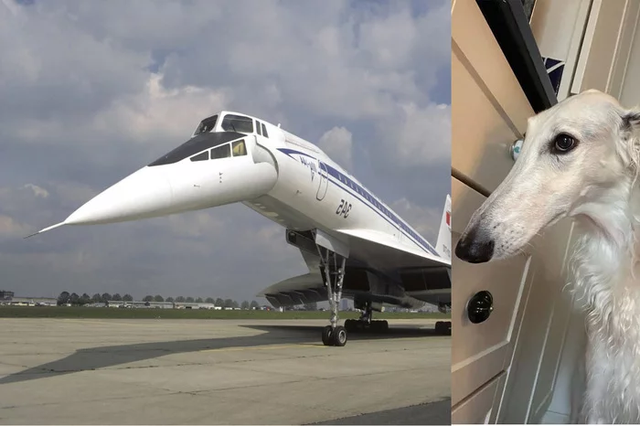 Reply to the post Like two drops of water - Dog, Greyhound, Airplane, Reply to post, It seemed, Tu-144