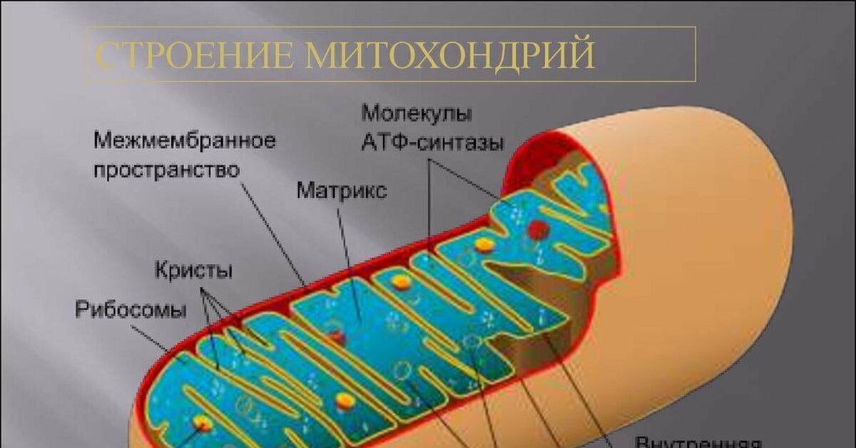 Митохондрия микротрубочка хлоропласт. Подробное строение митохондрии. Матрикс митохондрий. Строма митохондрии. Кристы и Матрикс митохондрий.