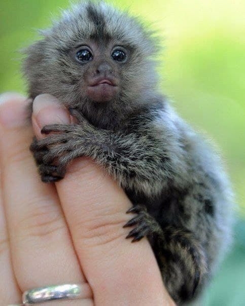 Marmoset - the smallest monkey in the world - Monkey, Beautiful, Longpost, Milota