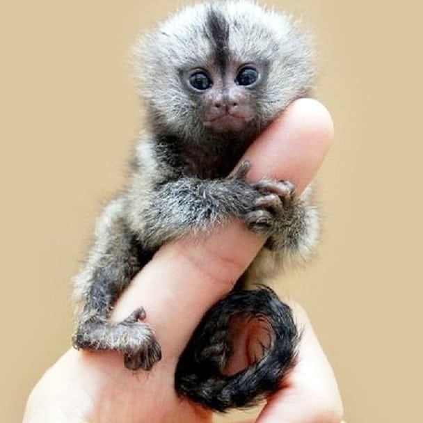 Marmoset - the smallest monkey in the world - Monkey, Beautiful, Longpost, Milota