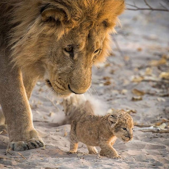 Это что за мелочь?