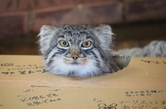 Box-ah-ah-ah-ah! - Pallas' cat, Pet the cat, The photo, Cat family, Wild animals, Small cats, Box, Predatory animals