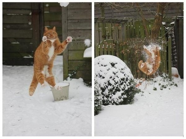 Caught! - cat, Snowball, Olive caught, Strange humor, Repeat