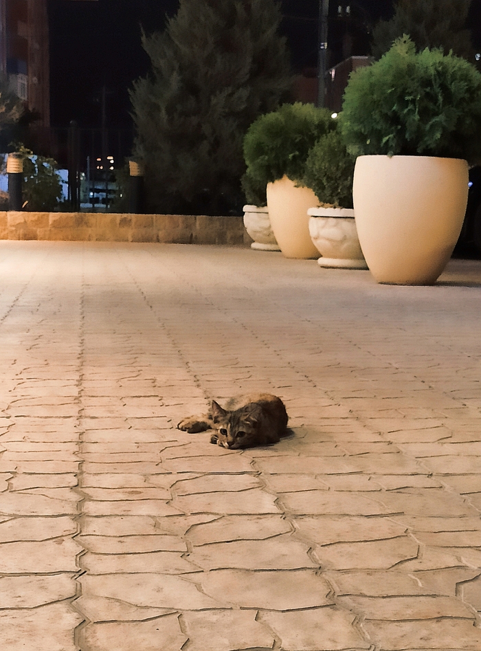 Грустит от того, что не смог уронить горшок