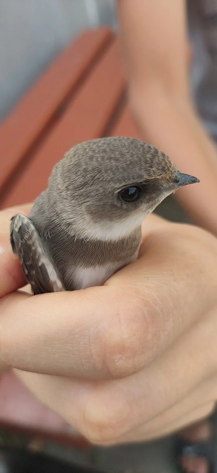 What to do with the swallow? - My, Urgently, Martin, Longpost