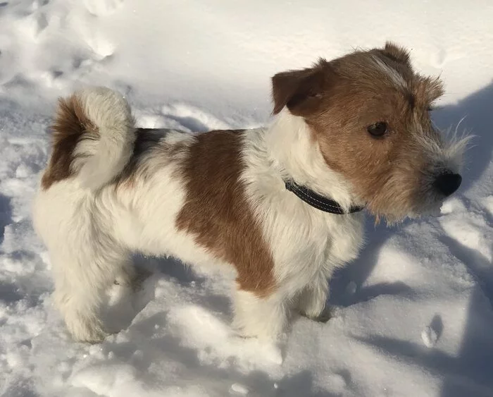 Lost Jack Russell. Chelyabinsk, Poplar alley. Found - My, No rating, The dog is missing, Jack Russell Terrier, Chelyabinsk, Dog