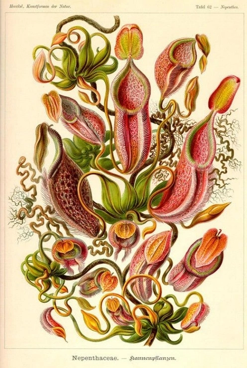 The beauty of forms in nature - Nature, beauty, Biology, Ernst Haeckel, Longpost